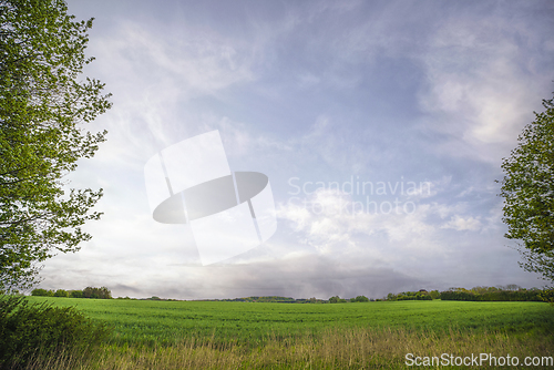 Image of Rural field with green grass