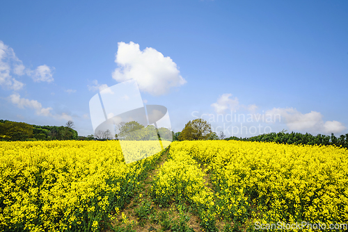 Image of Yellow canola field blooming with colorful flowers