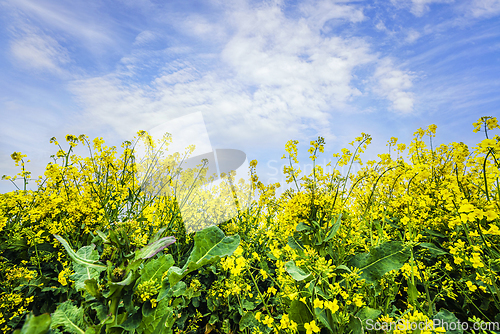 Image of Yellow canola flowers reaching for the sky