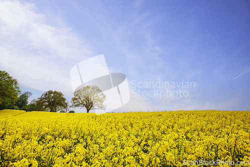 Image of Yellow canola field on a sunny day