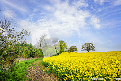 Image of Trail at a canola field with blooming yellow flowers