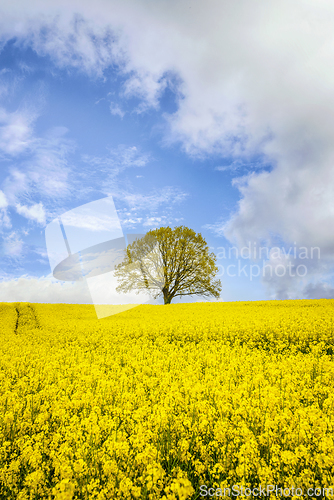 Image of Lonely tree in a yellow canola field