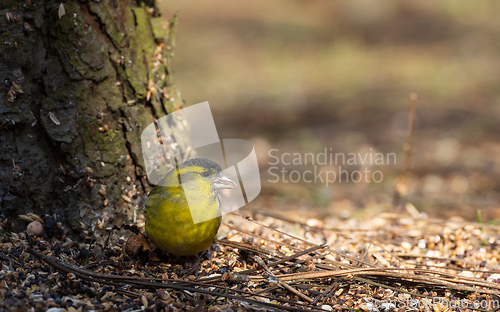 Image of Eurasian siskin (Spinus spinus) on ground