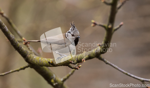 Image of European crested tit(Lophophanes cristatus) and sparrow