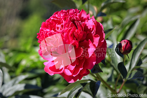 Image of Red Peony Flower Close Up