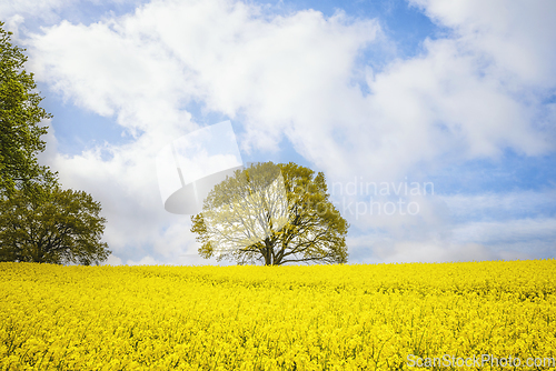 Image of Tree in a yellow canola field