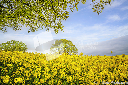 Image of Green branch hanging over a yellow canola field