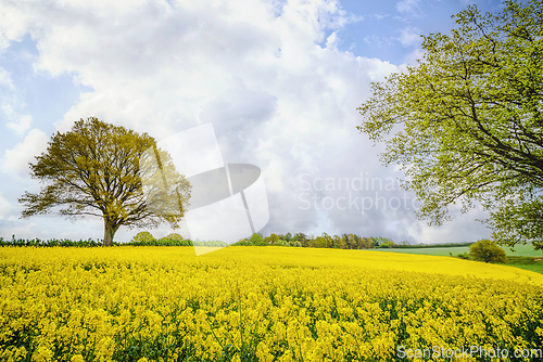 Image of Colorful rapeseed field in a rural setting