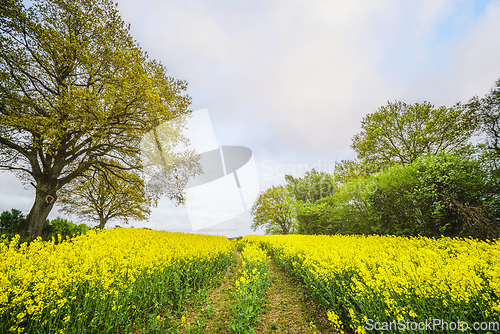 Image of Yellow canola field with tire tracks