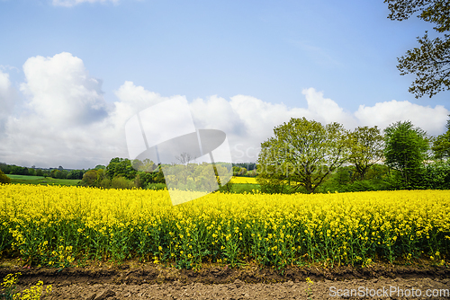 Image of Yellow rapeseed fields in a rural countryside landscape