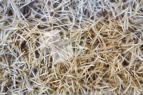 Image of pile of sprouted wheat