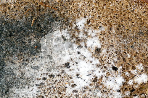 Image of rye bread, close-up