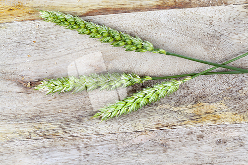 Image of three green wheat