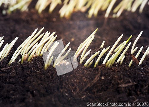 Image of rows of wheat