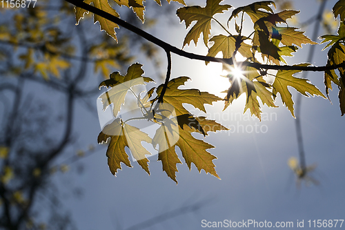 Image of backlit young foliage