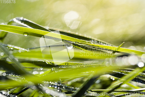 Image of green grass with drops