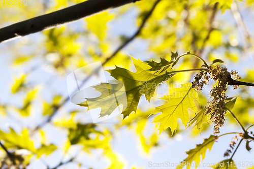 Image of young oak leaves