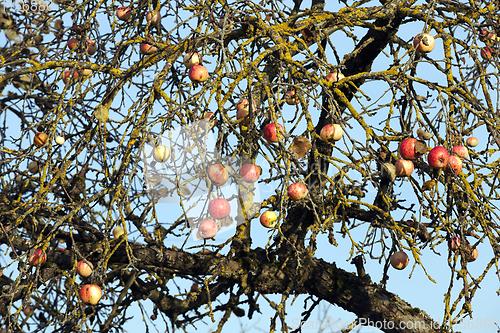 Image of red apples