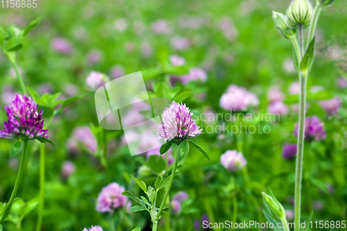 Image of clovers grow