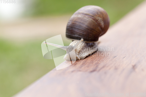 Image of grape snail