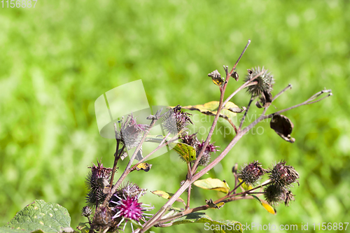 Image of dry old thistle