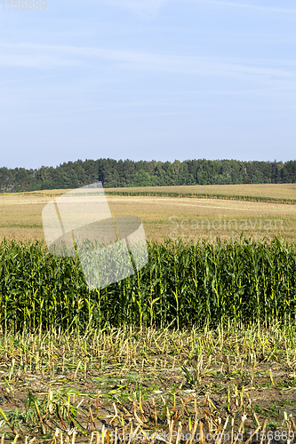 Image of summer landscape