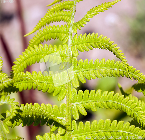 Image of green leaf