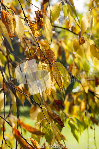 Image of orange foliage
