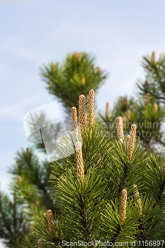 Image of pine in spring