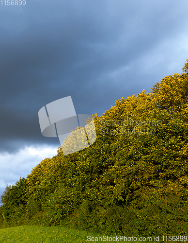 Image of autumn trees
