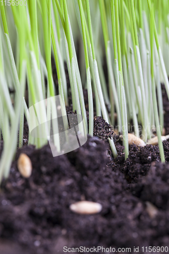 Image of green high wheat