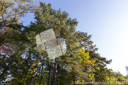 Image of tops of trees