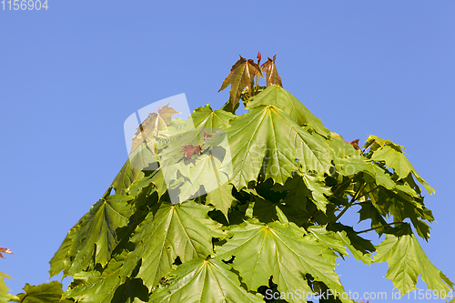 Image of top of maple