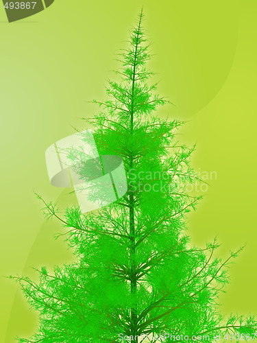 Image of Pine tree illustration