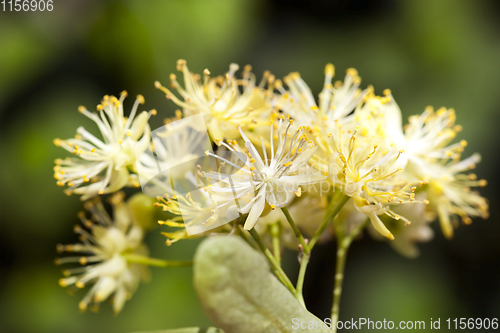 Image of beautiful linden flowers