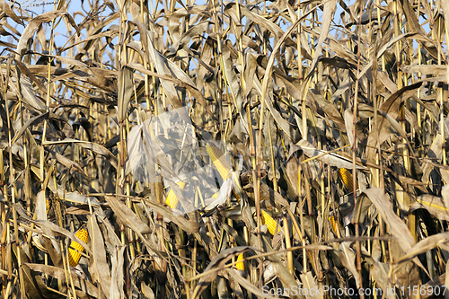 Image of the agricultural field