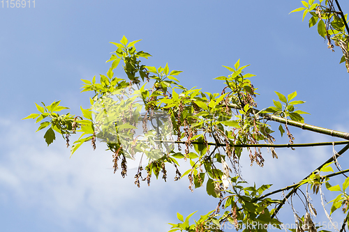 Image of flowering ash