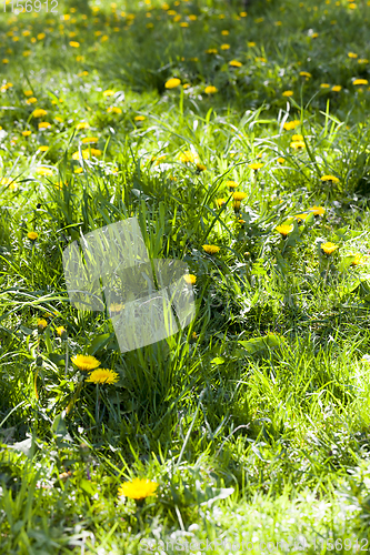 Image of green lush grass