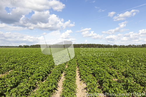 Image of green potato