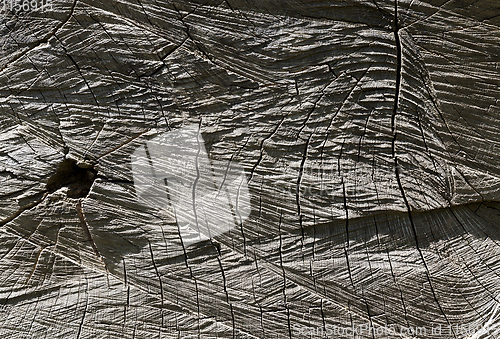 Image of old cracked tree