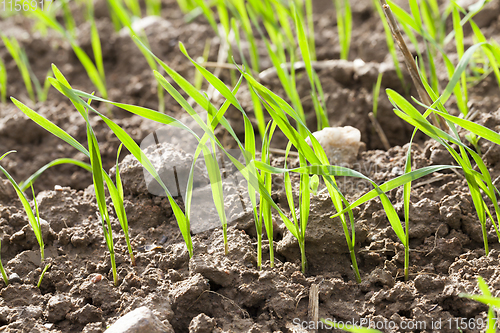 Image of wheat green sprouts