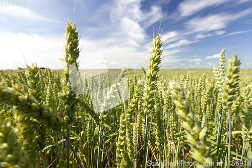 Image of green wheat ears