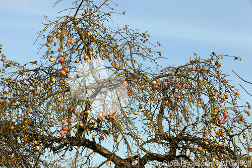 Image of red apples