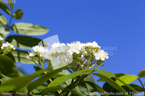 Image of green foliage