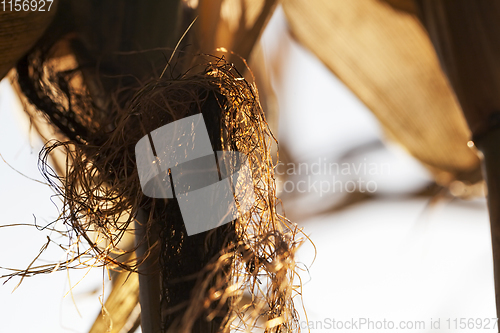 Image of cob of corn