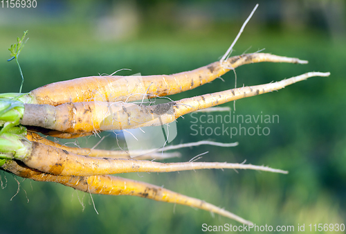 Image of fresh harvest