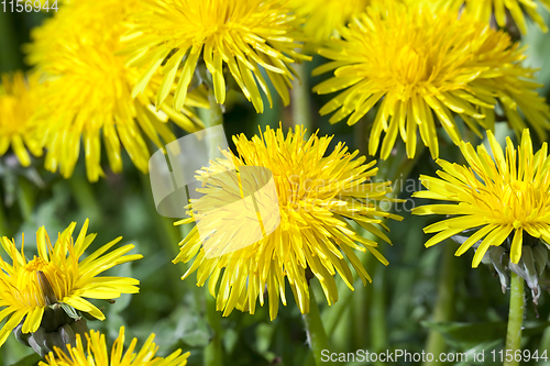 Image of details of dandelions