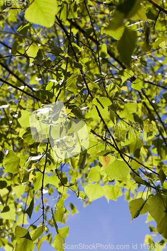 Image of beautiful green foliage