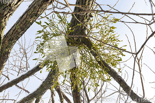 Image of mistletoe is white