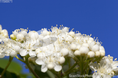 Image of white small flowers